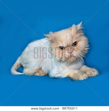 Persian Bobbed Cat Lies On Blue