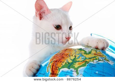 Nysgerrig kat