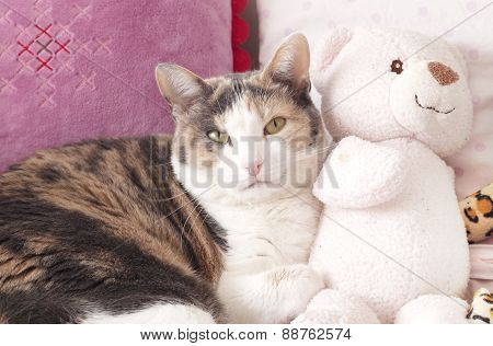 Cat and the peluche
