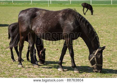 Old Kladrub black horse mare with foal