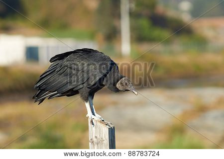 Black Vulture