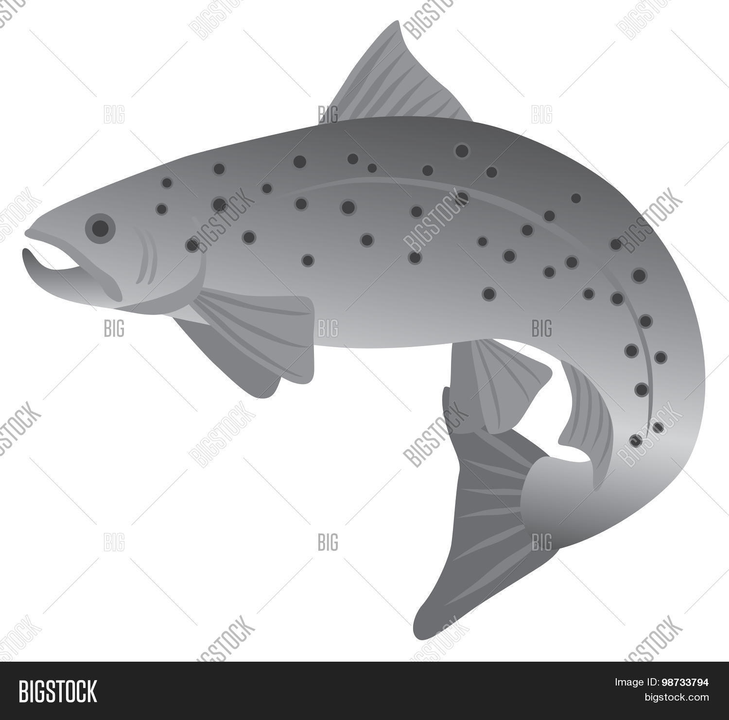 Brook Trout Grayscale Vector & Photo (Free Trial) Bigstock
