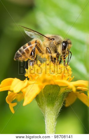 Common Bee (apis Melifera) Gathering Pollen From A Flower