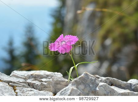 Dianthus callizonus