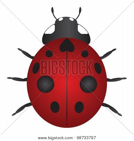 Red Ladybug Color Vector Illustration