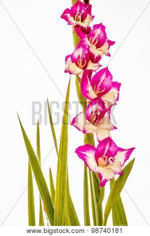 Gladiola's in Pink