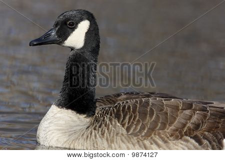Canada Goose