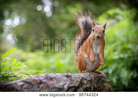 Squirrel