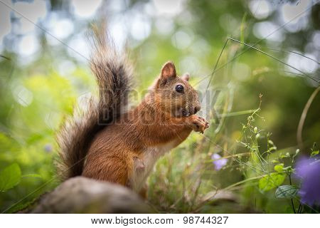 Squirrel