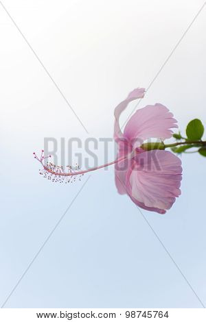 Hibiscus
