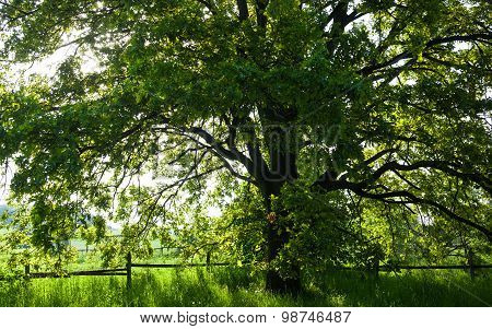 The Old Oak Tree In Bright Summer Day
