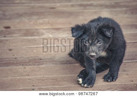 Asia Dog