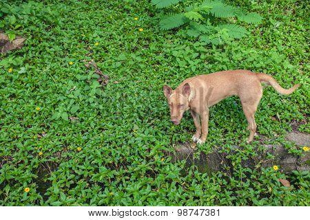 Asia Dog
