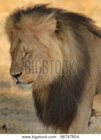 Cecil the Iconic Hwange Lion portrait