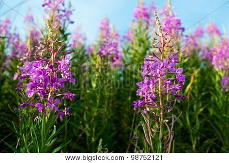 Fireweed (epilobium Or Chamerion Angustifolium)