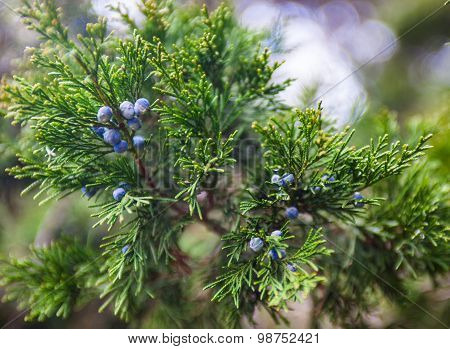 Juniper Branch With Female Cones