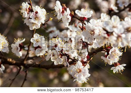 White Flowers Of The Apricot Tree