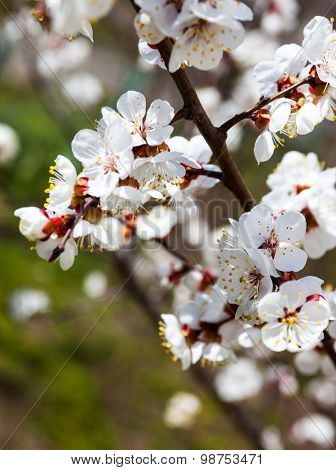 Apricot Blossom Branches