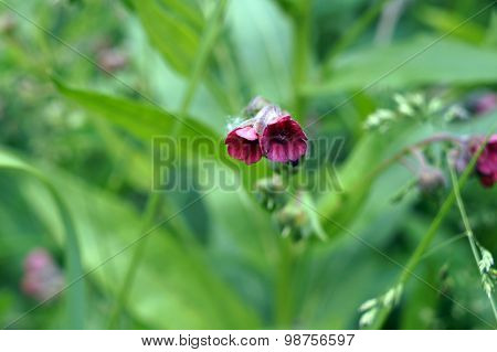 Comfrey Flower