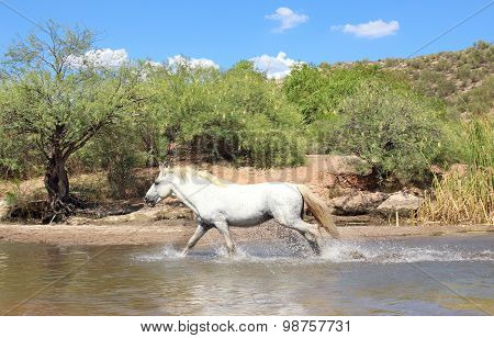 Wild Horse running