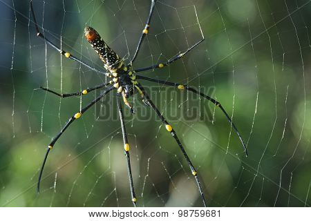 Garden Spider