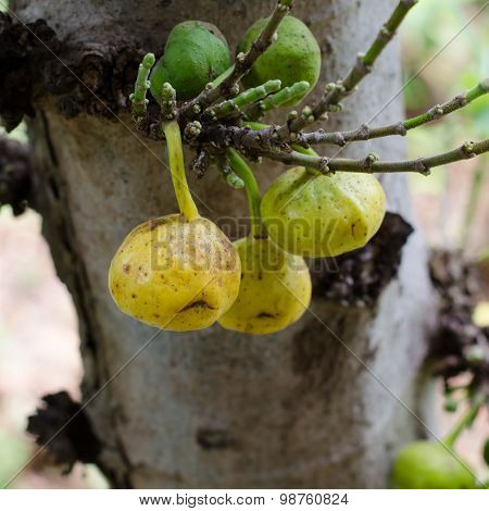 Ficus Racemosa Growing On Tree