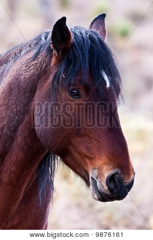 Vild hest i Nevada-ørkenen