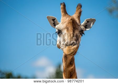 Giraffe