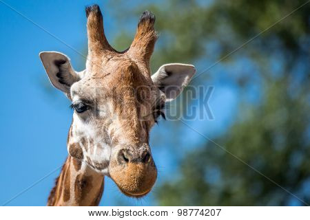 Giraffe