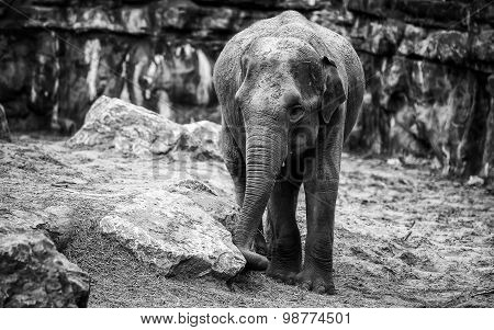 Elephant
