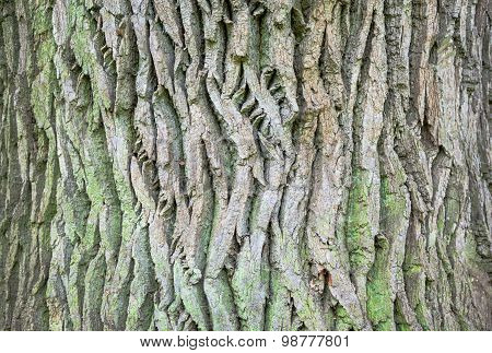 Close Up Of The Tree Bark With Green Moss