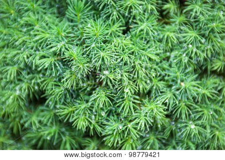 Evergreen Juniper Branches