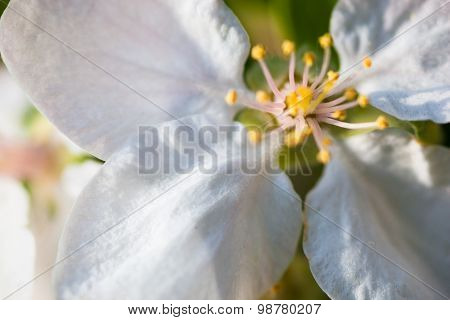 Close Up Of The Apple Tree Flowers