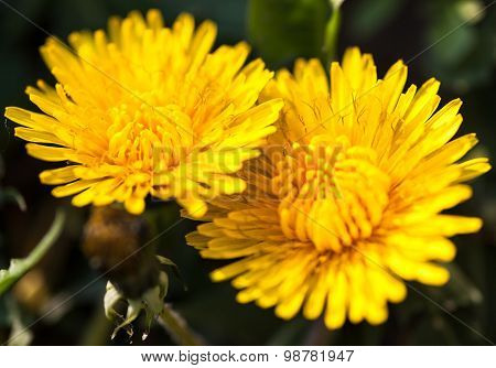 Closeup Of Two Blooming Yellow Dandelion Flowers