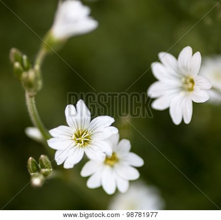 White Flowers Of Stellaria (stitchwort Or Chickweed)