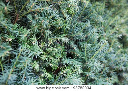 Evergreen Juniper Branches