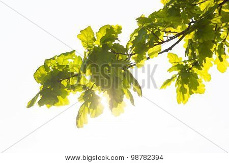Green Branch Of The Oak Tree In The Sunshine