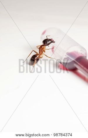 Ant On An Pipette