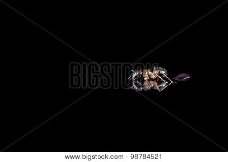 Ant On Polished Tile