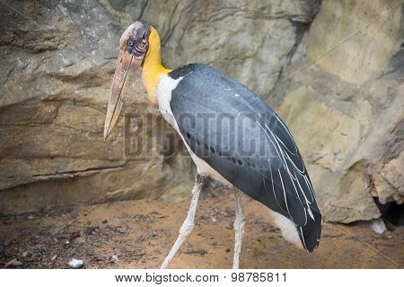 Lesser adjutant stork in the zoo