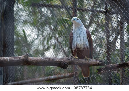 Lesser adjutant stork in the zoo