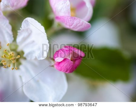 Close Up Of The Apple Tree Flowers