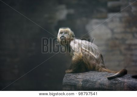 Weeper Capuchin Monkey