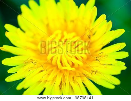 Closeup Of The Blooming Yellow Dandelion Flower