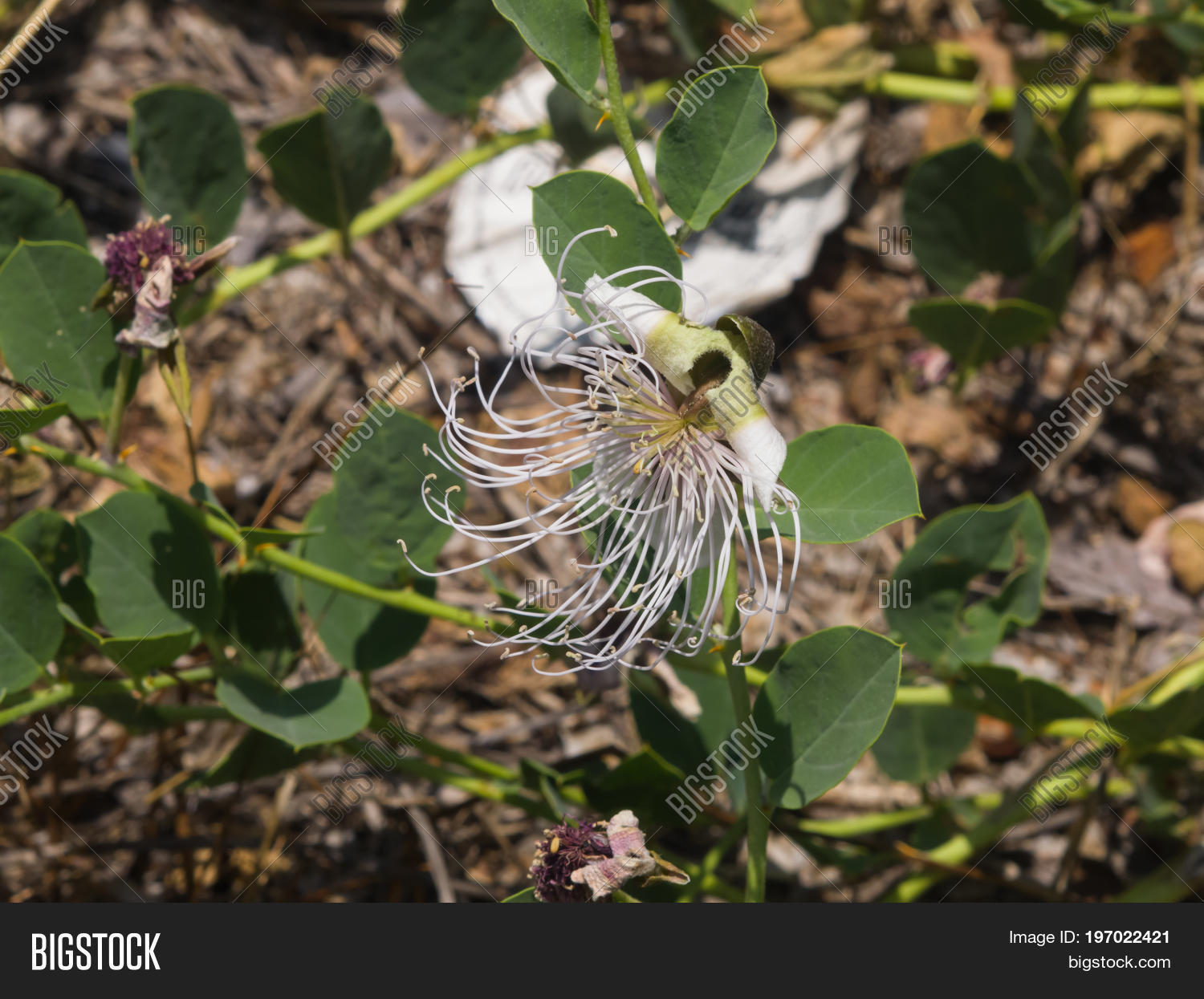 Wild Caper Bush Image & Photo (Free Trial) Bigstock