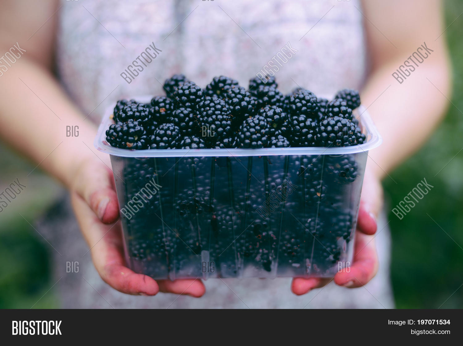 Собирать ежевику во сне. Ожина. Собирать ежевику во сне. Ветка ежевики. Собирать ежевику во сне.