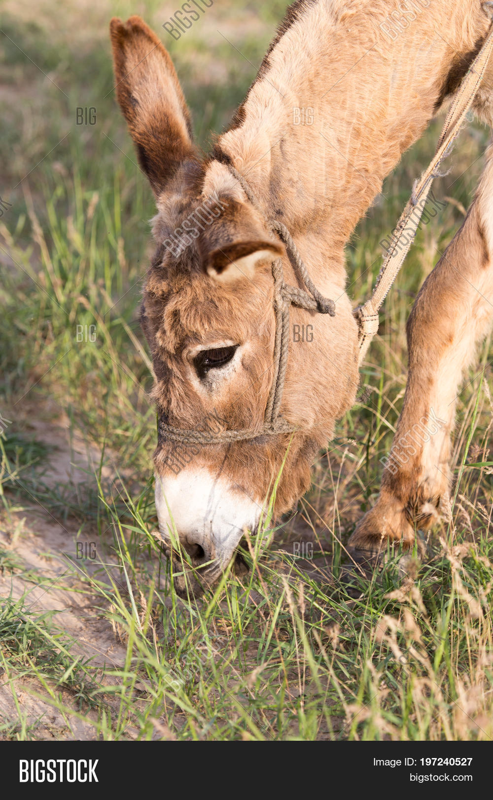 Donkey Eating Grass . Image & Photo (Free Trial) Bigstock