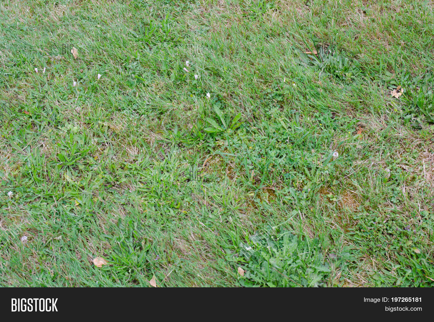 Grass Lawn Bad Image & Photo (Free Trial) Bigstock