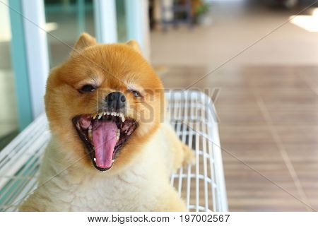 pomeranian small dog cute pet friendly animal grooming short hair style