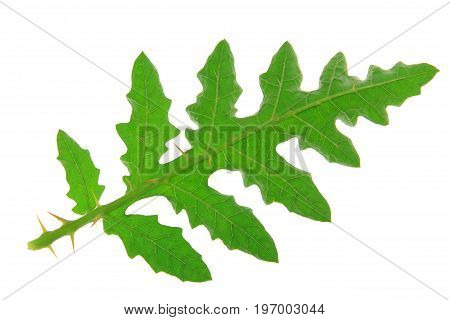 Solanum sisymbriifolium (common names: vila-vila sticky nightshade red buffalo-bur fire-and-ice plant litchi tomato) single leaf isolated against white background